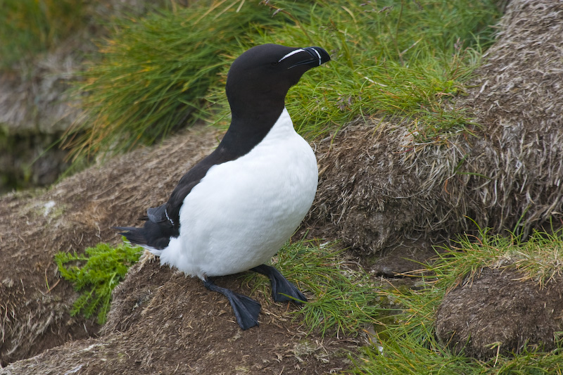 Razorbill